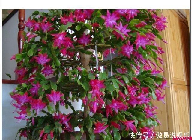 嫁接|嫁接蟹爪兰最好的“季节”,仙人掌割一刀,插上蟹爪兰,飞快开花