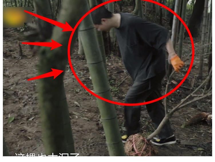 《向往5》節(jié)目組真敢請(qǐng)，把兩位最懶嘉賓放一起錄節(jié)目，熱鬧了！