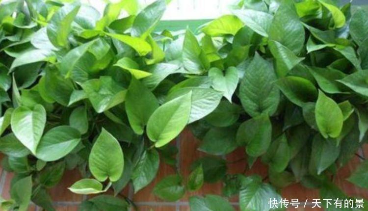 养花|养花,花也养人,4种花家养里,空气清新,还有助于睡眠!