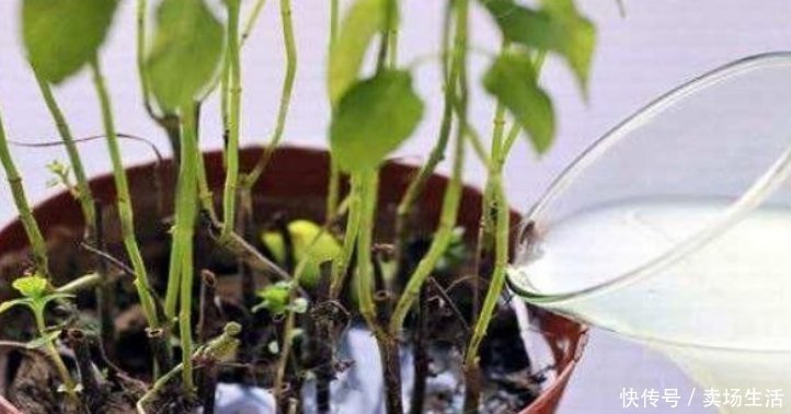 烂根|夏天了，3种水不能浇花，浇错了，黄叶又烂根，只剩盆