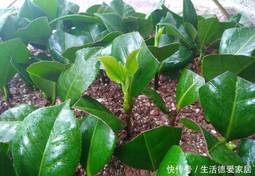 扦插成活|3种漂亮花,一根枝条插一盆,一盆变多盆,养成小花园!