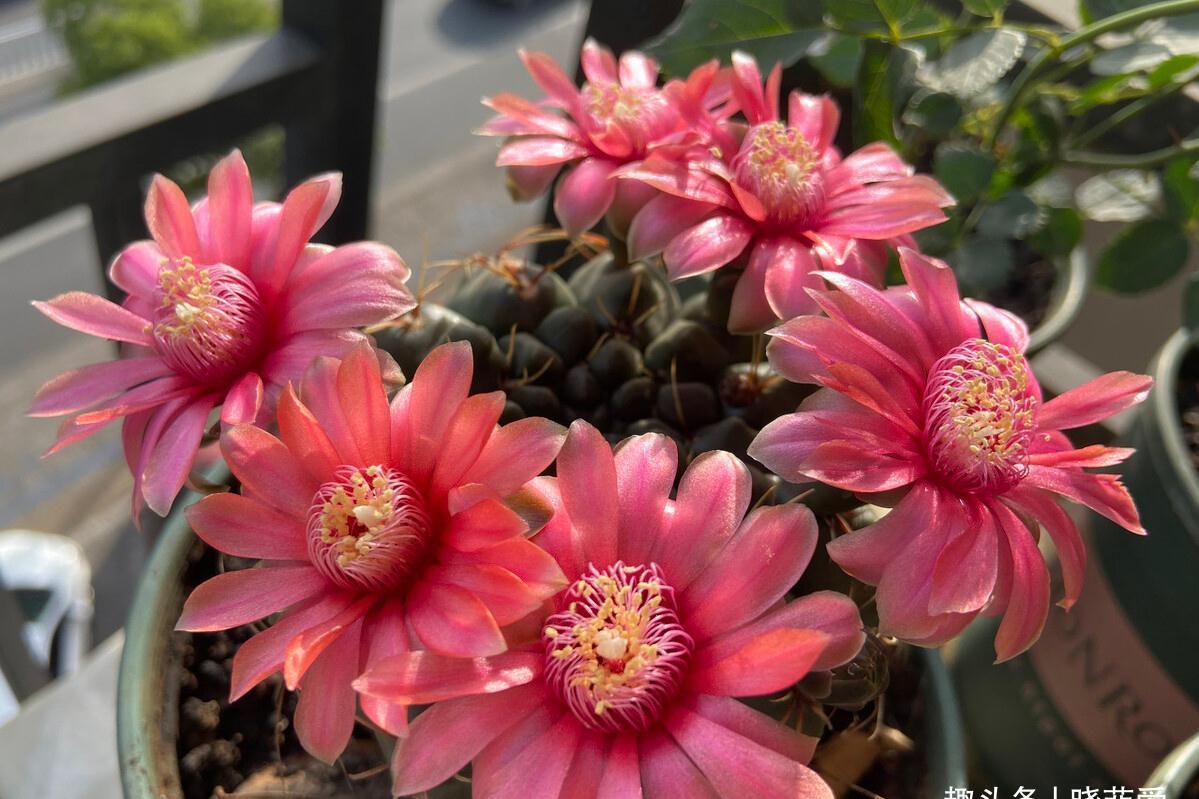 养不活花的人,建议养这“5种花”,好养好看又实用