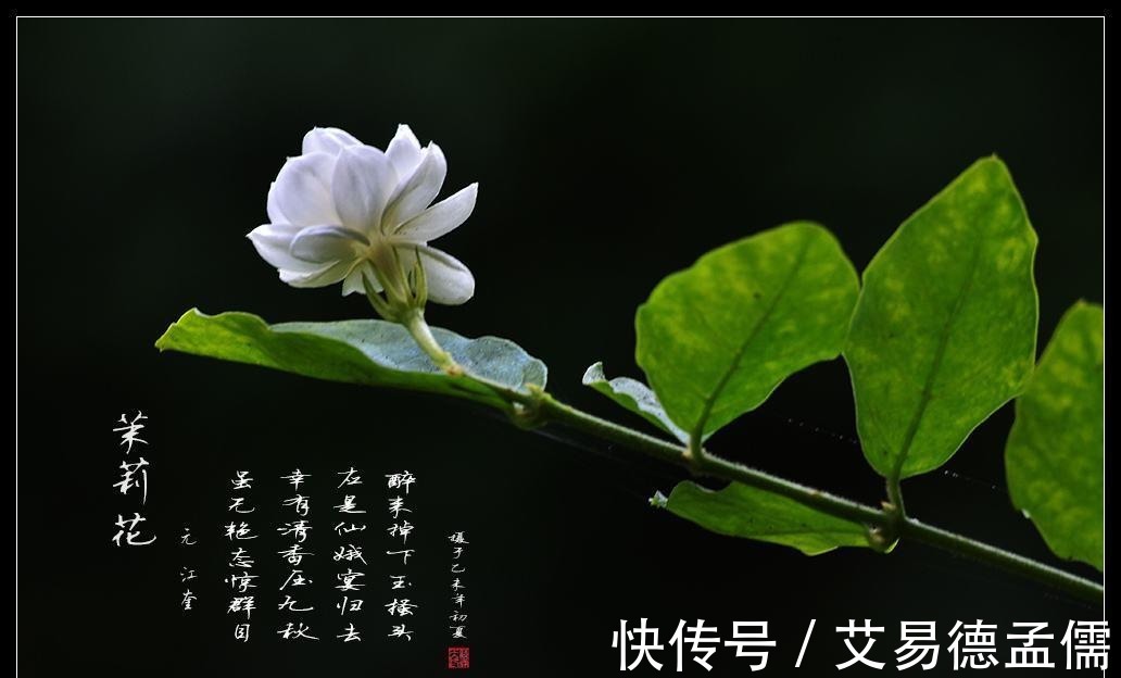 茉莉|“茉莉花”养护全攻略