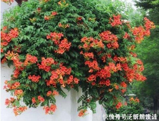 花海|4种花养家里,满屋飘香,比香水还好闻,给你一片花海!