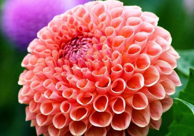 适合家养的3种花,好养易活不矫情,越贱养开花越好,全年能赏花