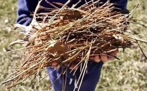 天冷养花怕冻伤，就多晒太阳多铺层它，保证呼呼疯长个