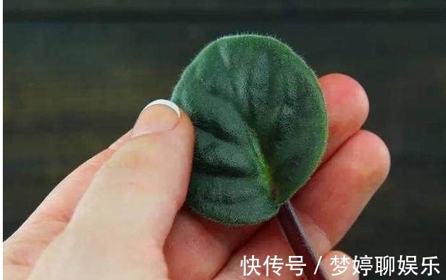 盆栽|把以下叶子随手插土里，两周长出一盆少见的盆栽，花朵比叶子好看