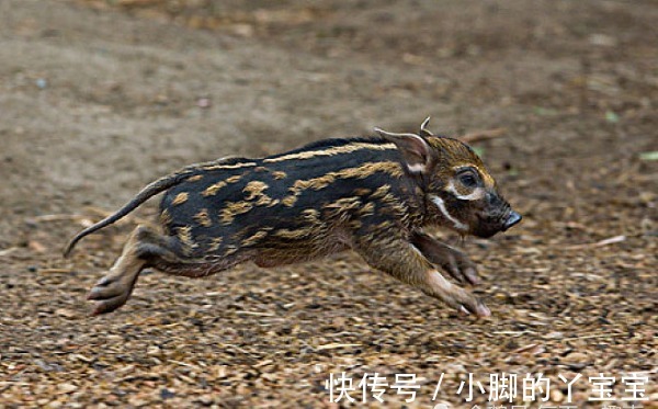 天喜星|生肖猪:10月一定要珍惜的1个人,他们能助你财运水涨船高!