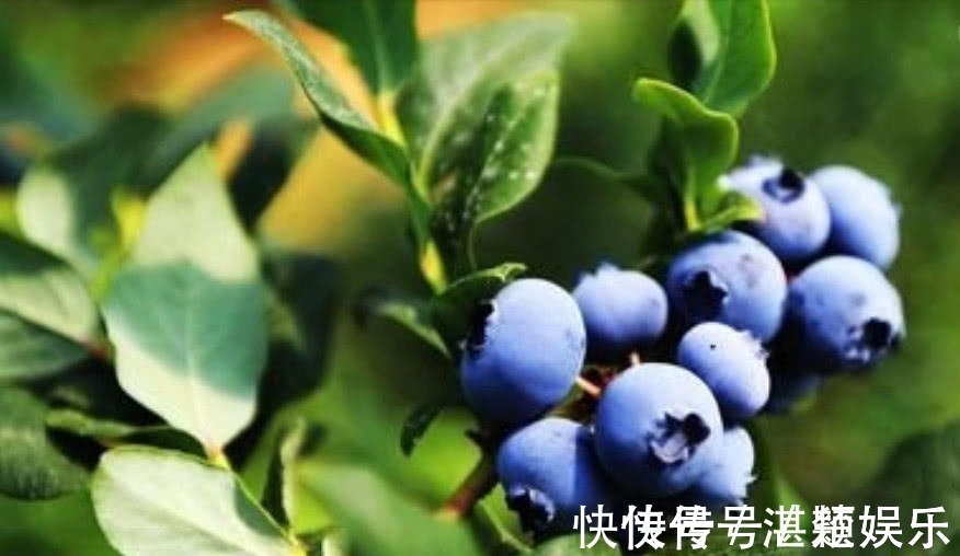 猕猴桃|眼睛太疲劳怎么办常吃以下几种水果,能清热解毒、提高视力