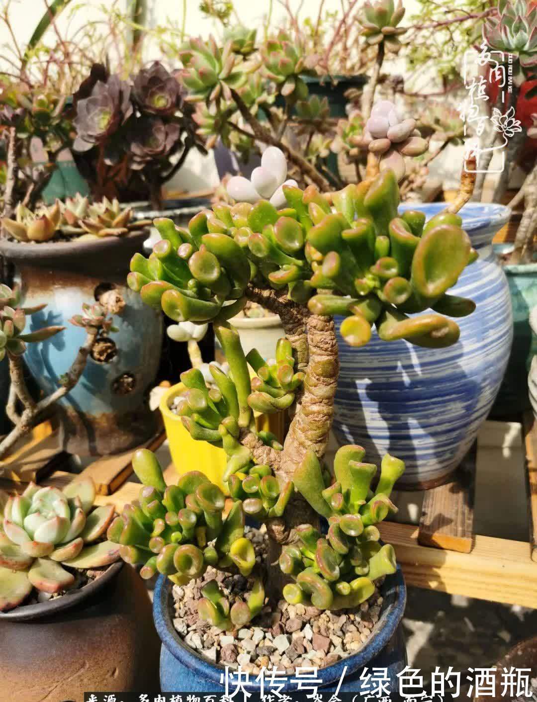 无关利益，不计得失，多肉给了我不一样的感受温暖的方式