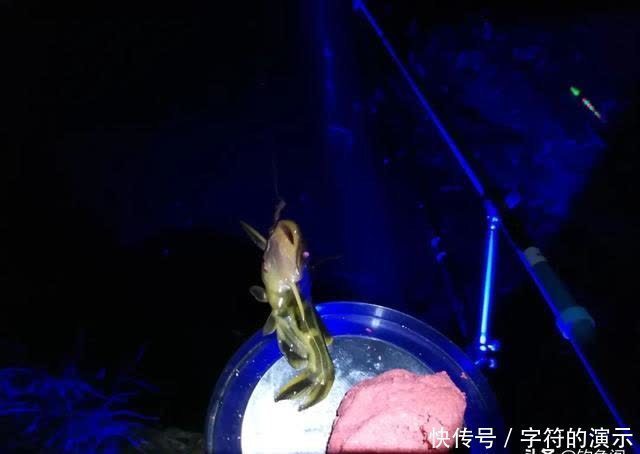 钓友|夜钓最怕选错时间!只要赶上鱼开口高峰期,一根竿忙不过来