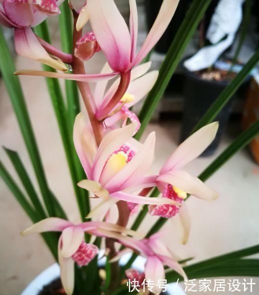 阳台养花不如养这些,晒一点光就爆盆,美艳又动人