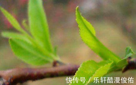 红蜘蛛|花盆里有虫子，有人竟然喷洗衣粉液，撒风油精，连蚊香也用上了