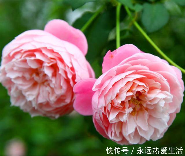 养护|3种最不容错过的绝美月季,颜值高香气浓,养护简单开花多