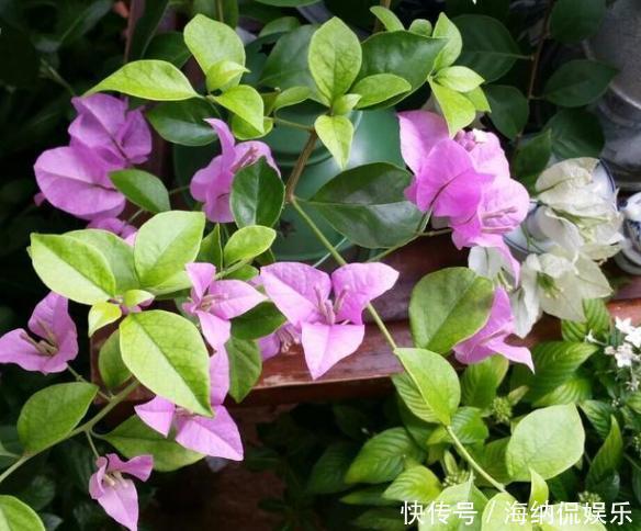 盆栽花草病害连连,全赖这些坏习惯,爱养花的你占了几样