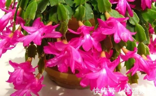 盆栽|嫁接、盆栽蟹爪兰该注意什么2步管理到位,茎叶嗖嗖花开不停