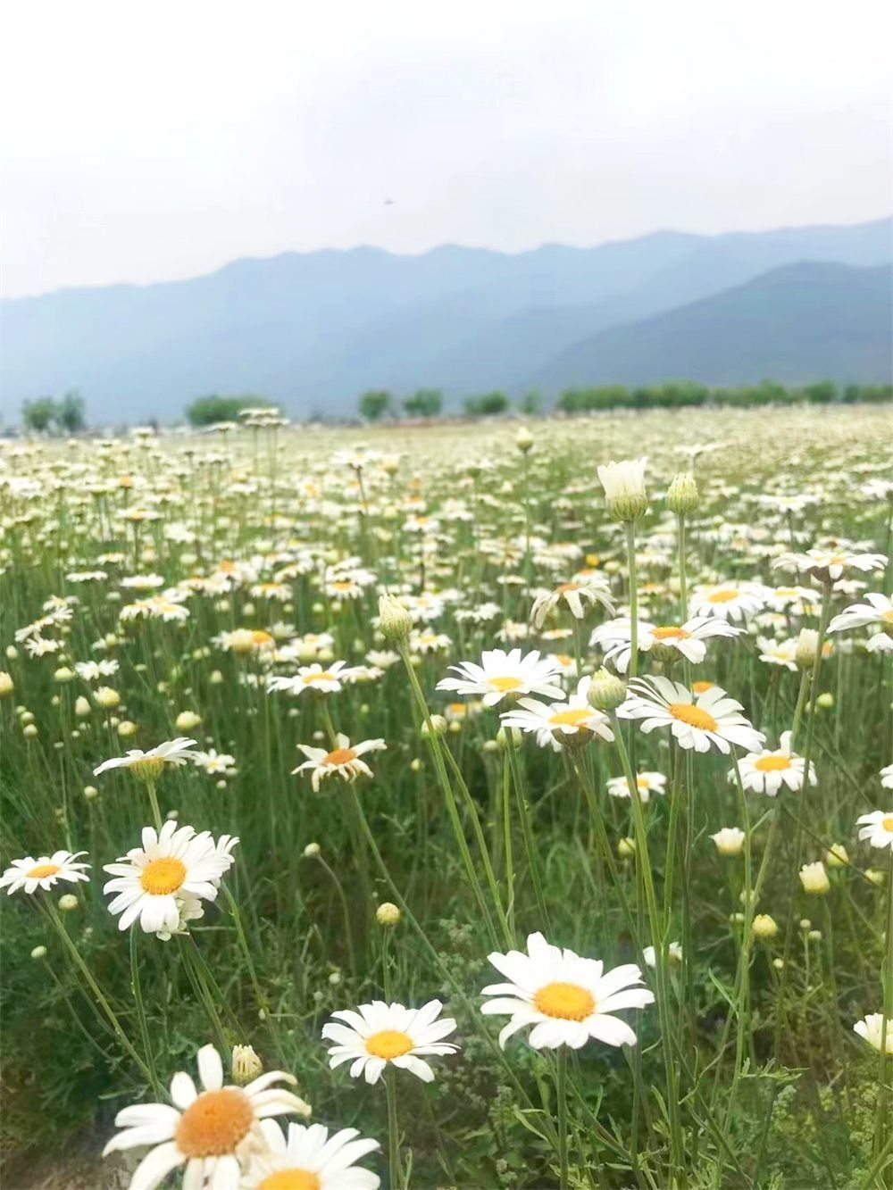 节气|大理赏菊正当时