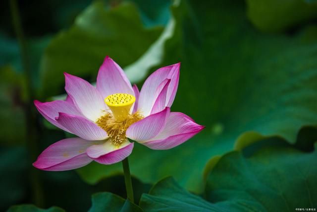  气度|易经智慧，坤卦:以品格立人，以气度处世