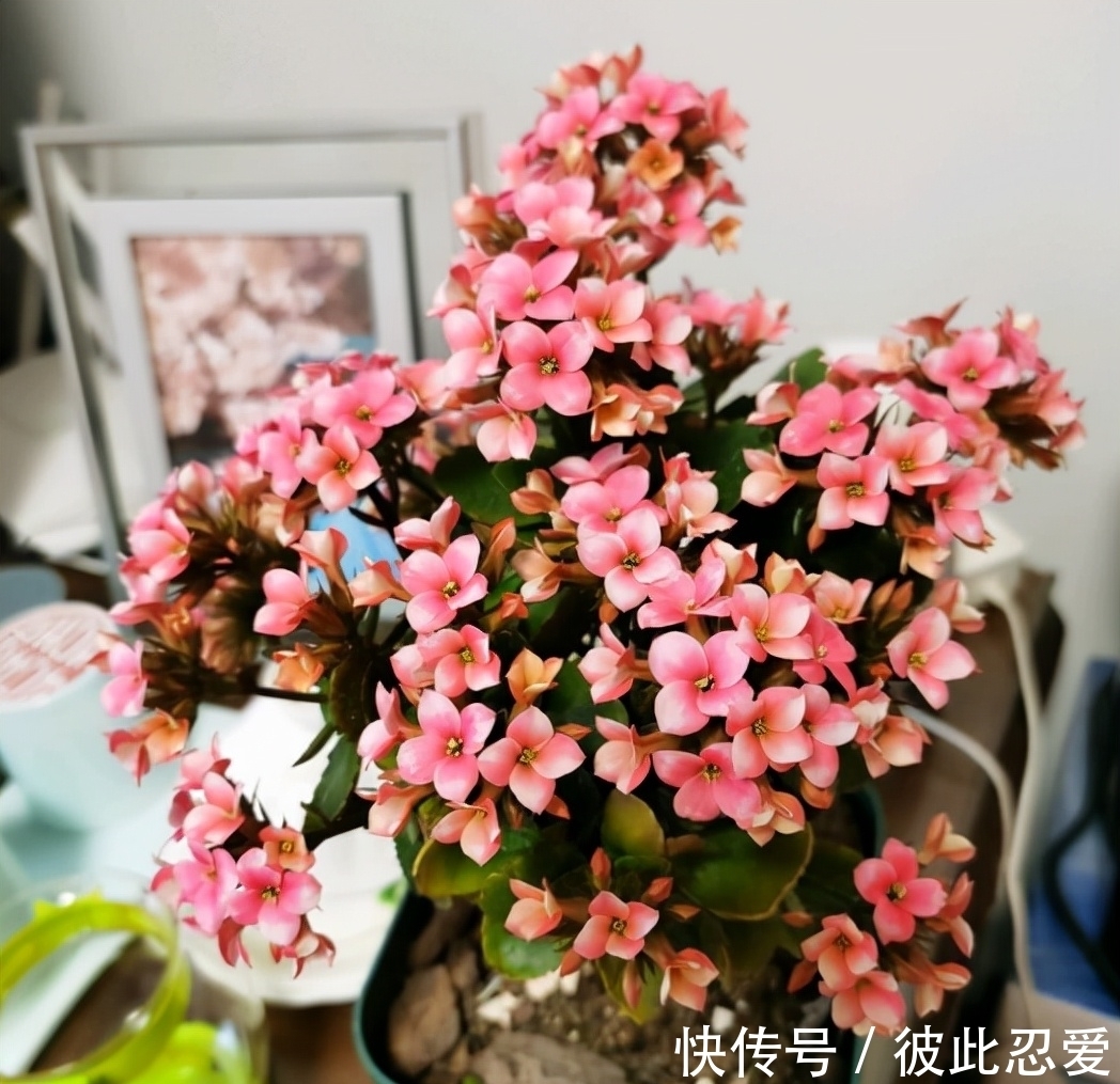 新买的长寿花,要狠心去修剪,养护不到2个月,就能直接开爆盆