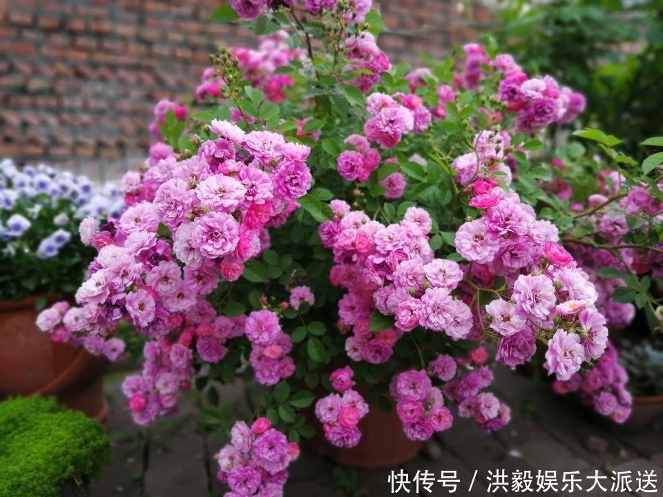 植株|想让月季开花多,记住5月做好“几件事”,花苞一茬又一茬
