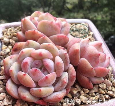 多肉美极|“混血”多肉美极了,皮实颜值高,养护更简单,养几棵真过瘾