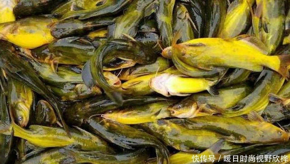 进食|野钓黄颡鱼，窝料和饵料的选用技巧，打窝聚鱼手法也是与众不同！