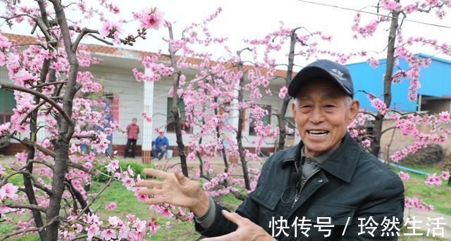 老人|84岁老人家里一棵桃树上长出了13株桃树,开花似“孔雀开屏”