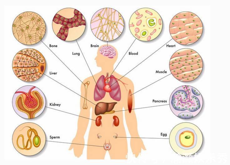 保养|“闻五声”观五脏,识病症!保养五脏食补及方法,还不赶紧收藏!