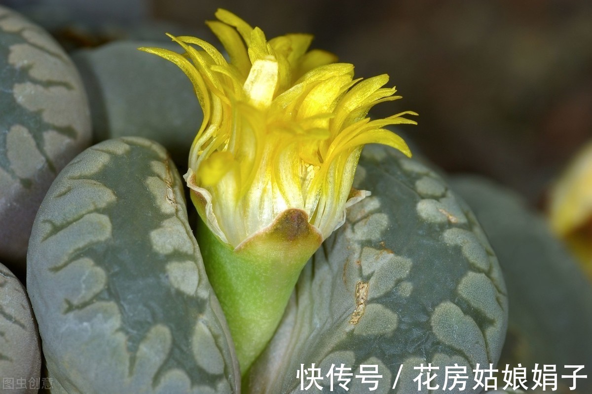 给水|生石花的3个生存实验,证实只要做好这几步,养出彩就这么简单