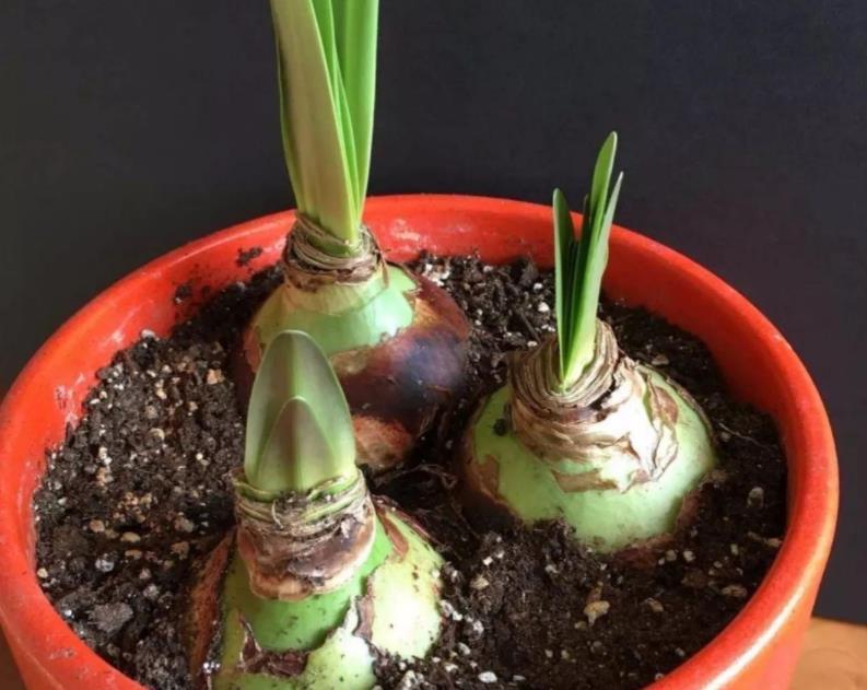 洋朱|一种“大胖花”,埋土里2个月,不用管它,窜满花箭,开花大又多