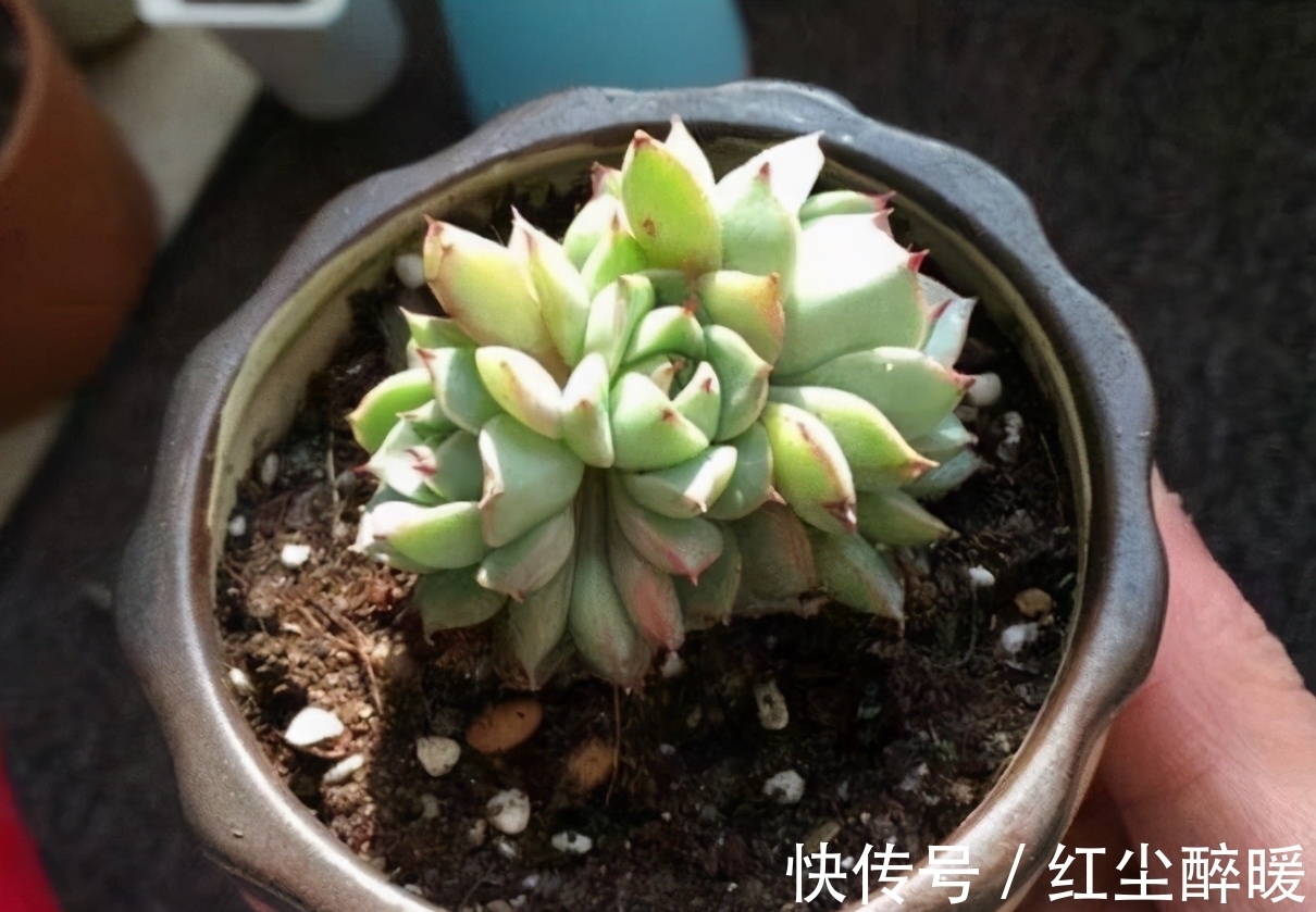 别再开心多肉长根了,茎干上长得越多植株问题越大,要及时处理