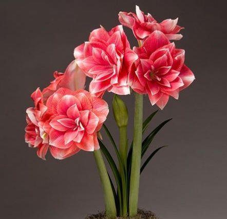 4种花号称开花机器,一整年都开花,好看又好养