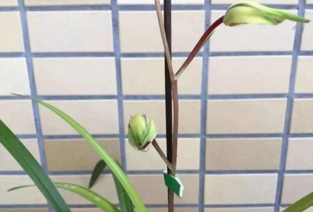 丸姬|日本寒兰欣赏