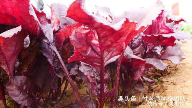 饺子|这3种蔬菜，长得好看，味道香，适合家庭种植，千万别错过了