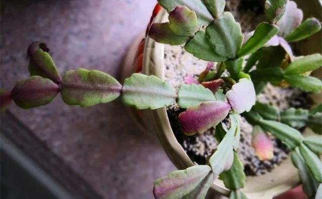 蟹爪兰叶子“软塌塌”教你做3步,嗖嗖冒新叶,入冬花朵爆盆