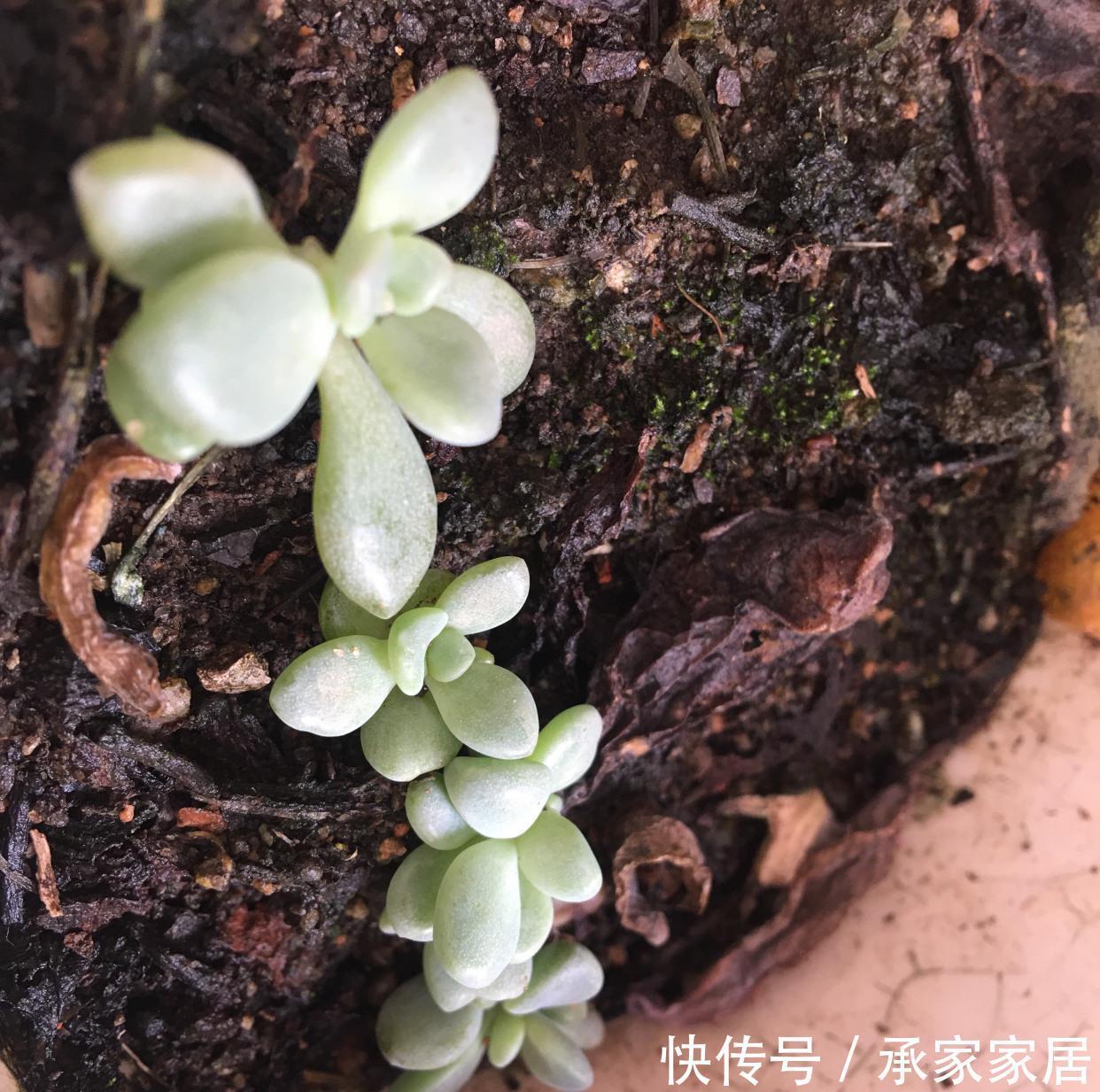 冬美人不怕|很皮实的一种多肉,下雨不怕淋,下雪不怕冻,新手就养它