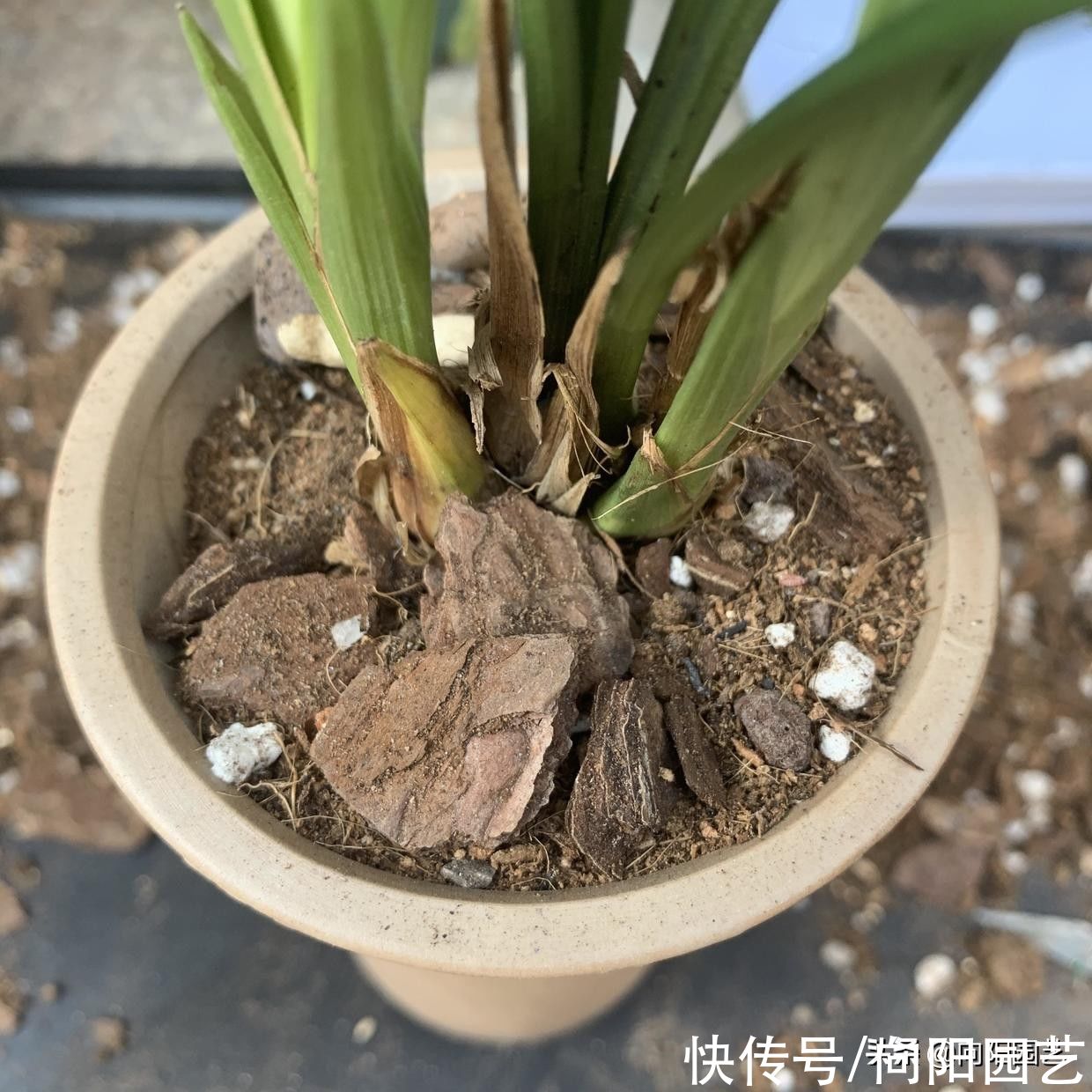 种兰花，植料不用买，公园里捡一些松树皮，养兰花促进开花