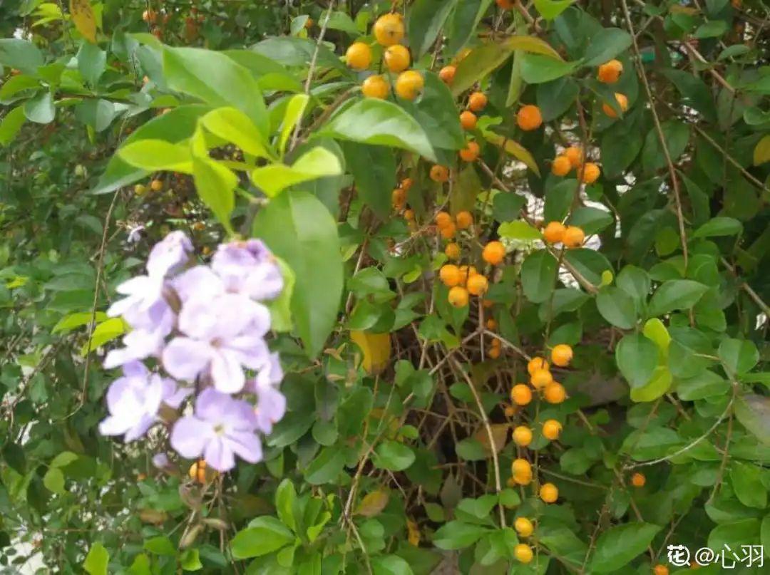 海芋|20种有毒花，出门别乱摘，有小孩的特别注意