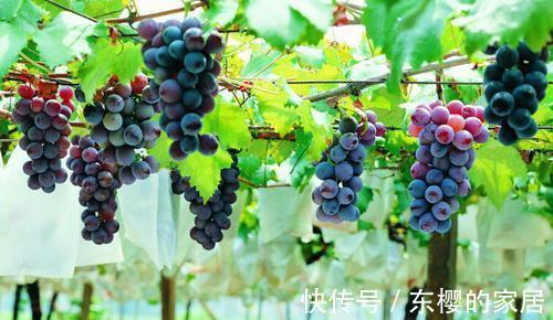 蛋白质|常吃葡萄,5大好处可能“不请自来”!但记得注意这4件事