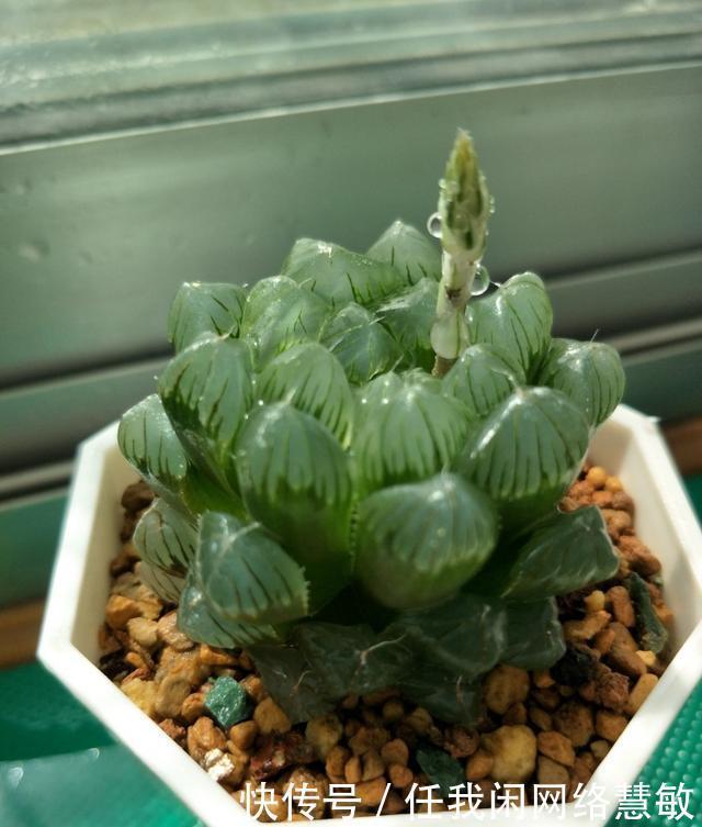 养了三年，多肉终于给点颜色瞧瞧了