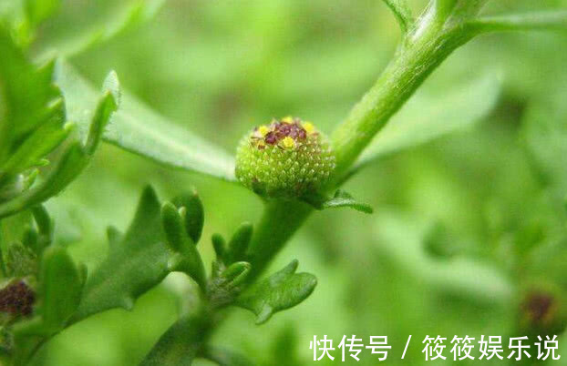 药材|人称“鹅不食草”记住样子对治愈咳嗽很有效,或许你老家有!