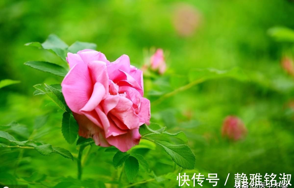 肠鸣腹泻|脾虚了,天天肠鸣腹泻不消化,十年的旧疾能治好吗试试这个经验