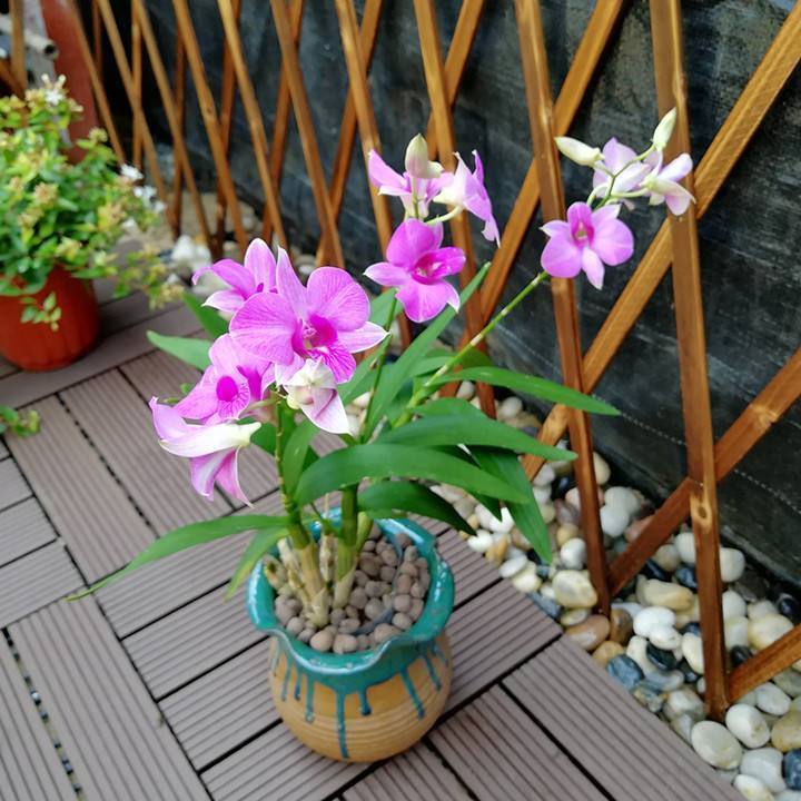 家里养盆“杀菌”花,精神轻松又清香,老中医经常养,错不了