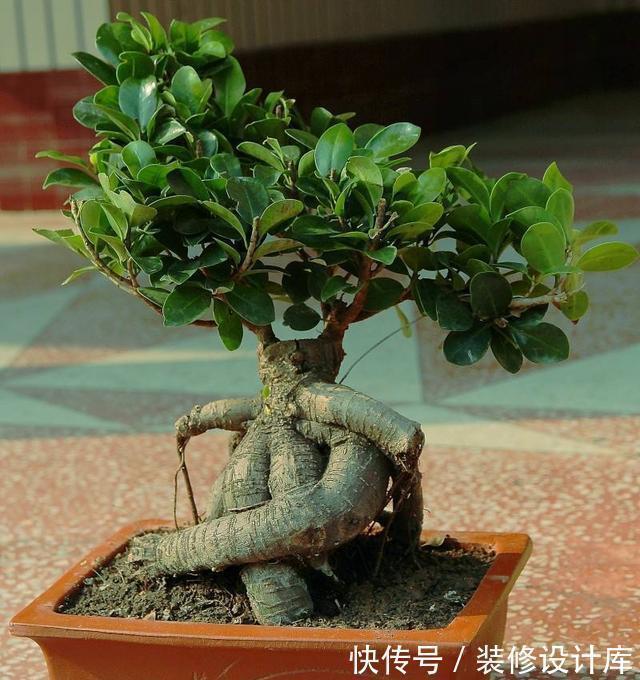 枝条|盆栽榕树怎么养?注意2点,枝叶很多、绿油油很繁茂、造型也美