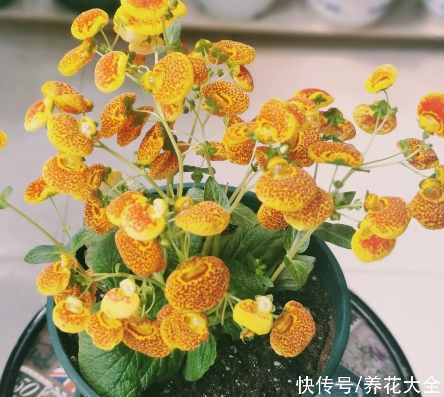 蒲包花|家里养盆“钱袋子”花,新的一年祈祷好运,招财进宝好兆头