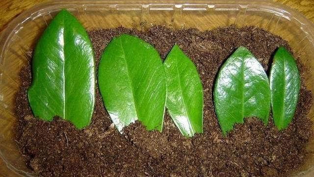 3种“招财花”，不用花钱买，掐个叶扔土里，一年长10盆，发财