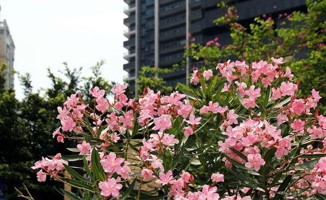 花市里的几种花，虽然好看，但是容易引起过敏要小心