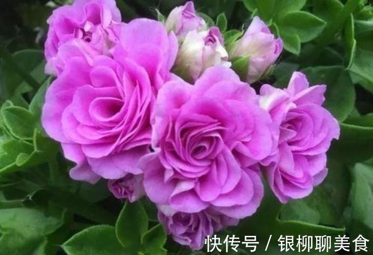 阴蔽处|此款花卉,花艳易爆盆,沾点水就疯长,开花勤还爱爆盆,美