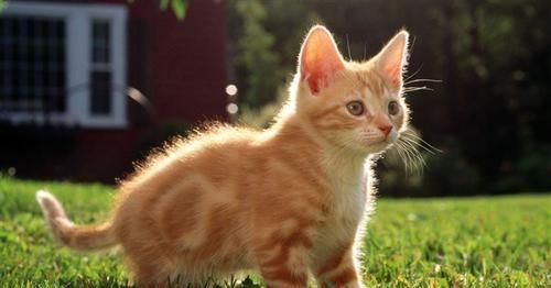 猫瘟热不同于犬瘟热 铲屎官千万不要弄混了 请为喵星人收藏 快资讯