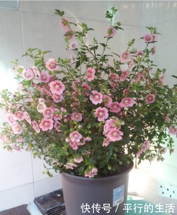 花卉|最值得拥有的漂亮花卉,花开爆盆,四季开花,养上一盆真的是绝美